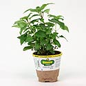 Bonnie Plants Bee Balm